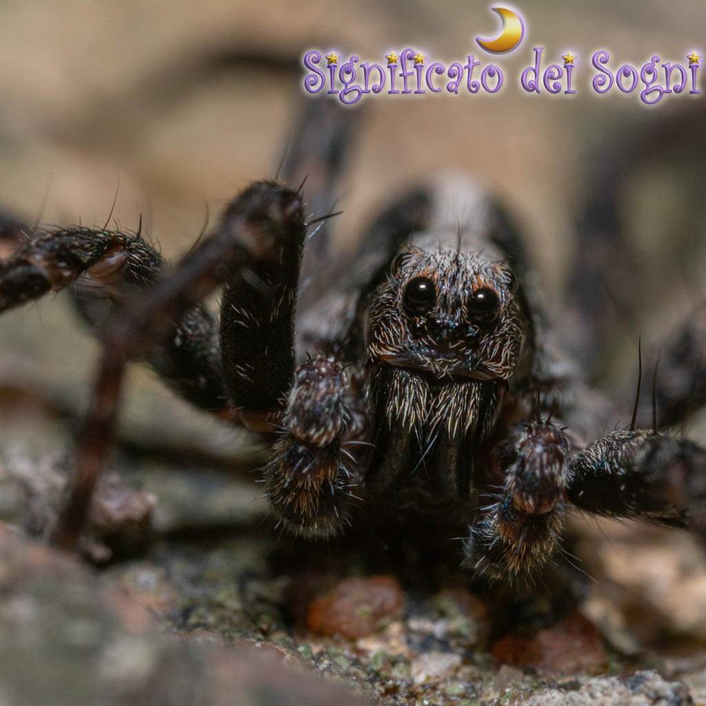 Sistema Di Fissaggio In Acciaio Inossidabile - Ragni-Wing-Rotule - GFS - Foto 8